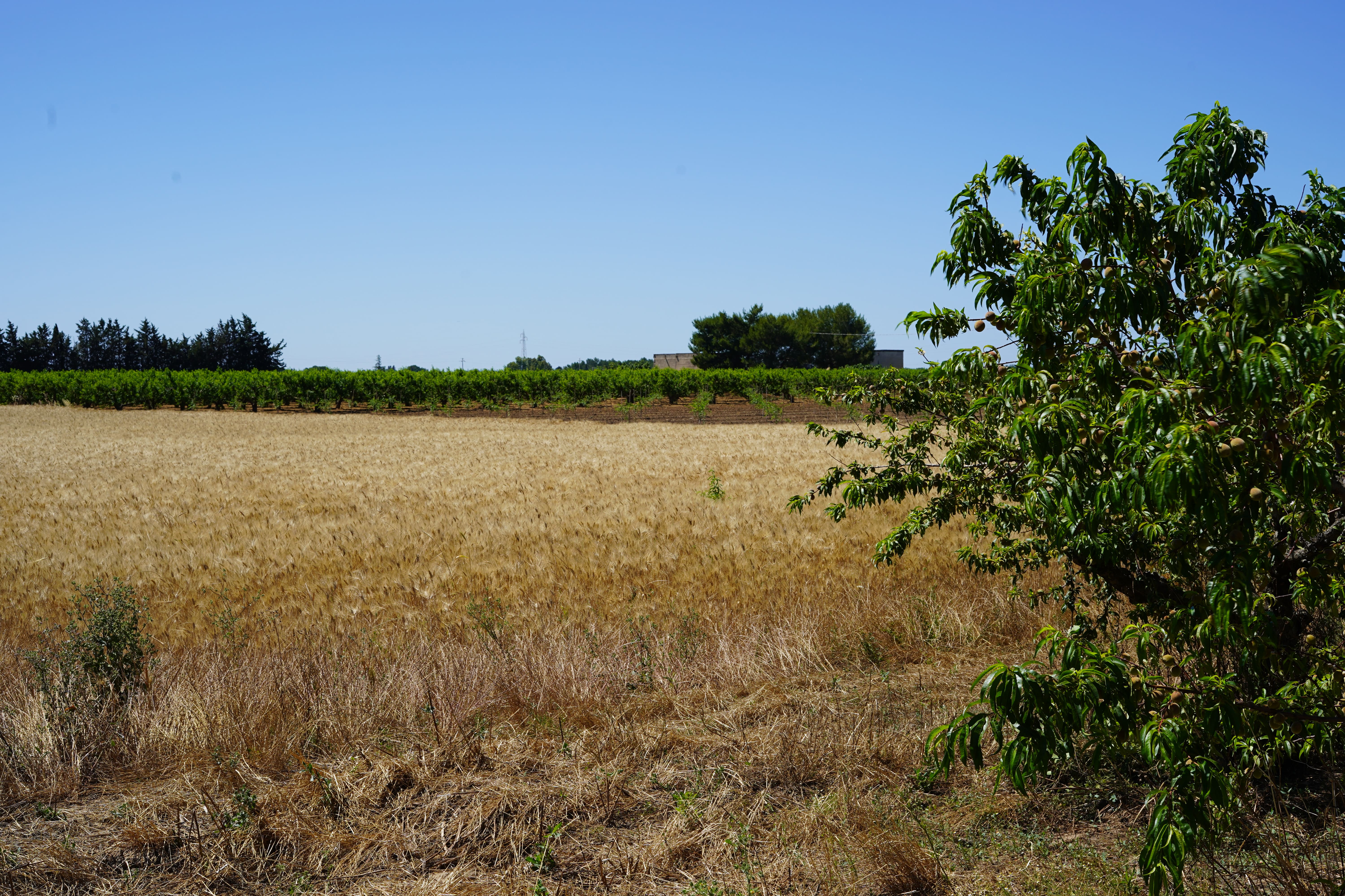 DSC00605
